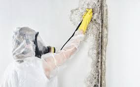 Why You Should Choose Our Mold Remediation Services in Gnadenhutten, OH